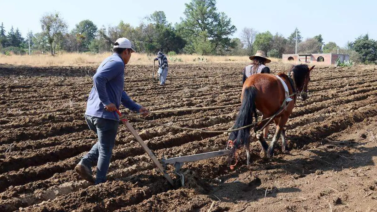 Campo, agricultura